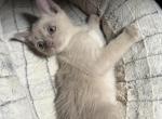 Burmese - Burmese Kitten For Sale - Jamesport&comma; MO&comma; US