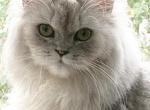 Lucy - Ragamuffin Cat For Sale - Salem&comma; OR&comma; US