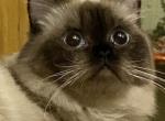 Greta - Ragamuffin Cat For Sale - Salem&comma; OR&comma; US