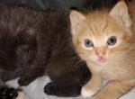 Na - American Shorthair Cat For Sale - Yoder&comma; CO&comma; US