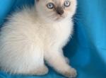 Lucky - Scottish Fold Kitten For Sale - Manhattan&comma; NY&comma; US