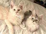 Maine Coon 4 Exceptional Kittens - Maine Coon Kitten For Sale - Ojai&comma; CA&comma; US