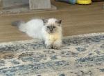 CFA Bluepoint Female Persian Kitten - Persian Kitten For Sale - Conyers&comma; GA&comma; US