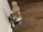 British Short hair - British Shorthair Kitten For Sale - PA&comma; US
