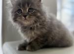 Oliver - Scottish Straight Kitten For Sale - Buffalo Grove&comma; IL&comma; US