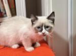 Siamese exotic long hair mix female - Exotic Kitten For Adoption - Auburn&comma; WA&comma; US