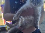 Raya - Domestic Kitten For Sale - Parker&comma; CO&comma; US