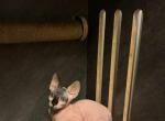Blue eyed sphynx male - Sphynx Kitten For Sale - Boston&comma; MA&comma; US