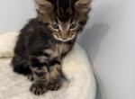 Leo - Maine Coon Kitten For Sale - Hatboro&comma; PA&comma; US