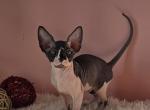 Atlas - Sphynx Kitten For Sale - Mundelein&comma; IL&comma; US