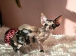 Thalia - Sphynx Kitten For Sale - Mundelein&comma; IL&comma; US