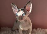 Maia - Sphynx Kitten For Sale - Mundelein&comma; IL&comma; US