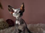 Selene - Sphynx Kitten For Sale - Mundelein&comma; IL&comma; US