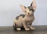 Skye - Sphynx Kitten For Sale - Mundelein&comma; IL&comma; US