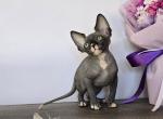 Zara - Sphynx Kitten For Sale - Mundelein&comma; IL&comma; US
