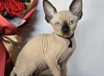 Kira - Sphynx Kitten For Sale - Mundelein&comma; IL&comma; US