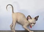 Emira - Sphynx Kitten For Sale - Mundelein&comma; IL&comma; US
