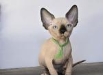 Kai - Sphynx Kitten For Sale - Mundelein&comma; IL&comma; US