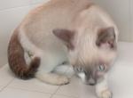 Bluepoint Boy - Snowshoe Kitten For Sale - Walterboro&comma; SC&comma; US