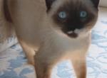 Sealpoint Brother - Snowshoe Kitten For Sale - Walterboro&comma; SC&comma; US