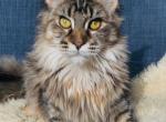 Noor - Maine Coon Cat For Sale - Jackson&comma; TN&comma; US
