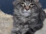 Pepper - Maine Coon Kitten For Sale - Jackson&comma; TN&comma; US