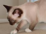 Sealpoint  Boy - Snowshoe Kitten For Sale - Walterboro&comma; SC&comma; US