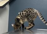 Raja - Bengal Kitten For Sale - Oklahoma City&comma; OK&comma; US