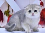 Helena - Scottish Fold Kitten For Sale - Los Angeles&comma; CA&comma; US