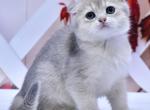 Hanna1 - Scottish Fold Kitten For Sale - Chicago&comma; IL&comma; US