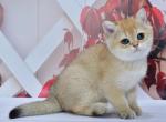 Elli1 - British Shorthair Kitten For Sale - Chicago&comma; IL&comma; US