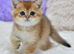Erik - British Shorthair Kitten For Sale - Chicago&comma; IL&comma; US