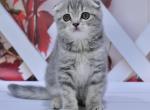 Germiona1 - Scottish Fold Kitten For Sale - Chicago&comma; IL&comma; US