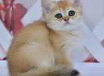 Helen - Scottish Straight Kitten For Sale - Chicago&comma; IL&comma; US