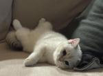 Daisy - British Shorthair Kitten For Sale - Bensalem&comma; PA&comma; US