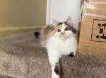 Neitly - Siberian Kitten For Sale - MI&comma; US