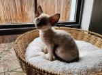 Daisy - Devon Rex Kitten For Sale - San Antonio&comma; TX&comma; US