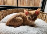 Dixie - Devon Rex Kitten For Sale - San Antonio&comma; TX&comma; US