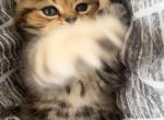 No Name 2 - British Shorthair Kitten For Sale - Dallas&comma; TX&comma; US