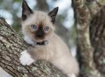 Last Girl - Snowshoe Kitten For Sale - Houston&comma; TX&comma; US