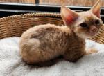 Dolly - Devon Rex Kitten For Sale - San Antonio&comma; TX&comma; US