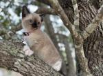 Aurora - Snowshoe Kitten For Sale - Houston&comma; TX&comma; US