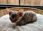 Darlene - Devon Rex Kitten For Sale - San Antonio&comma; TX&comma; US