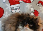 Cfa chocolate carrier calico persian kitten - Persian Kitten For Sale - Woodburn&comma; IN&comma; US