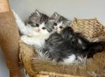 Chandler - Persian Kitten For Sale - MO&comma; US