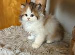 Phoebe - Persian Kitten For Sale - MO&comma; US