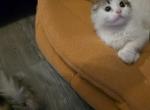 SS  Scottish Fold and Straight - Scottish Fold Kitten For Sale - Denver&comma; CO&comma; US