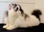 Carley - Persian Kitten For Sale - Callahan&comma; FL&comma; US