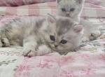 Harry Winston - British Shorthair Kitten For Sale - Grand Rapids&comma; MI&comma; US