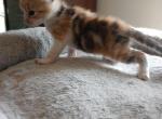 Christmas kittens - Munchkin Kitten For Sale - Houston&comma; TX&comma; US